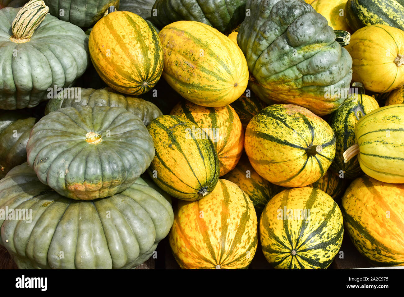 Maturation tardive citrouilles (Cucurbita moschata), 'Muscade de Provence'. Banque D'Images