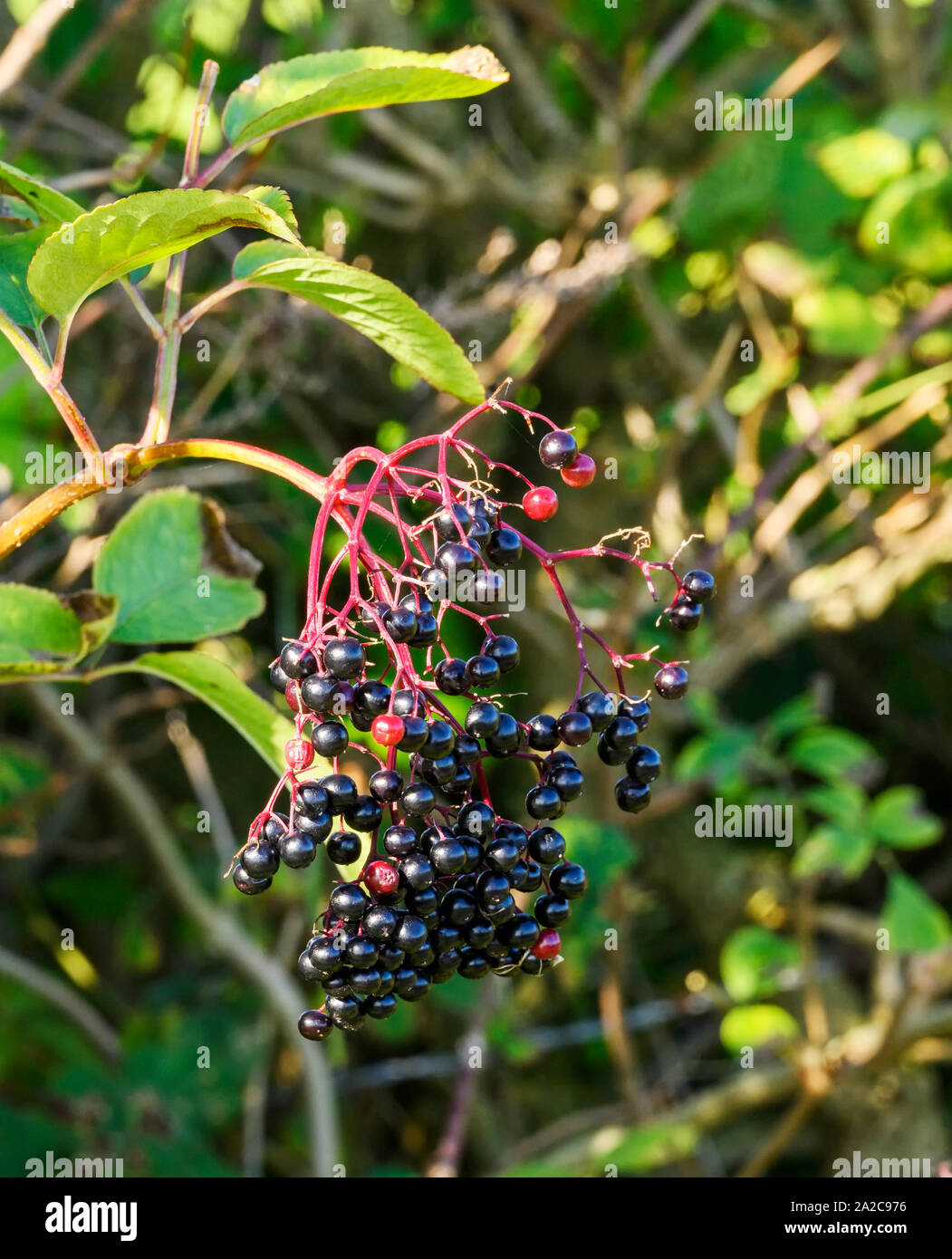 Un bouquet de fruits mûrs de sureau (Sambucus) poussant sur un arbre Banque D'Images