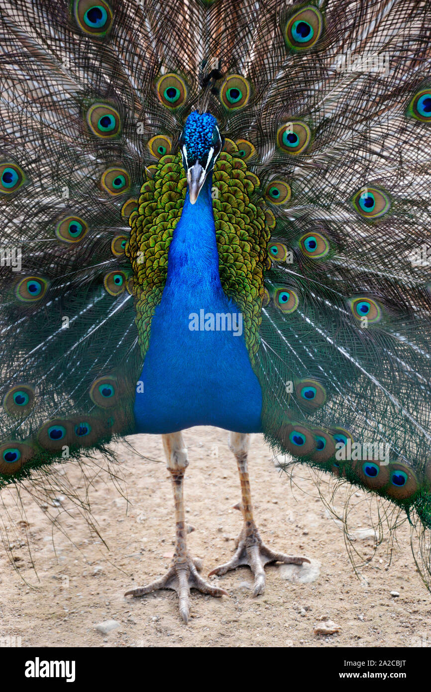 Oiseau, Peacock Banque D'Images