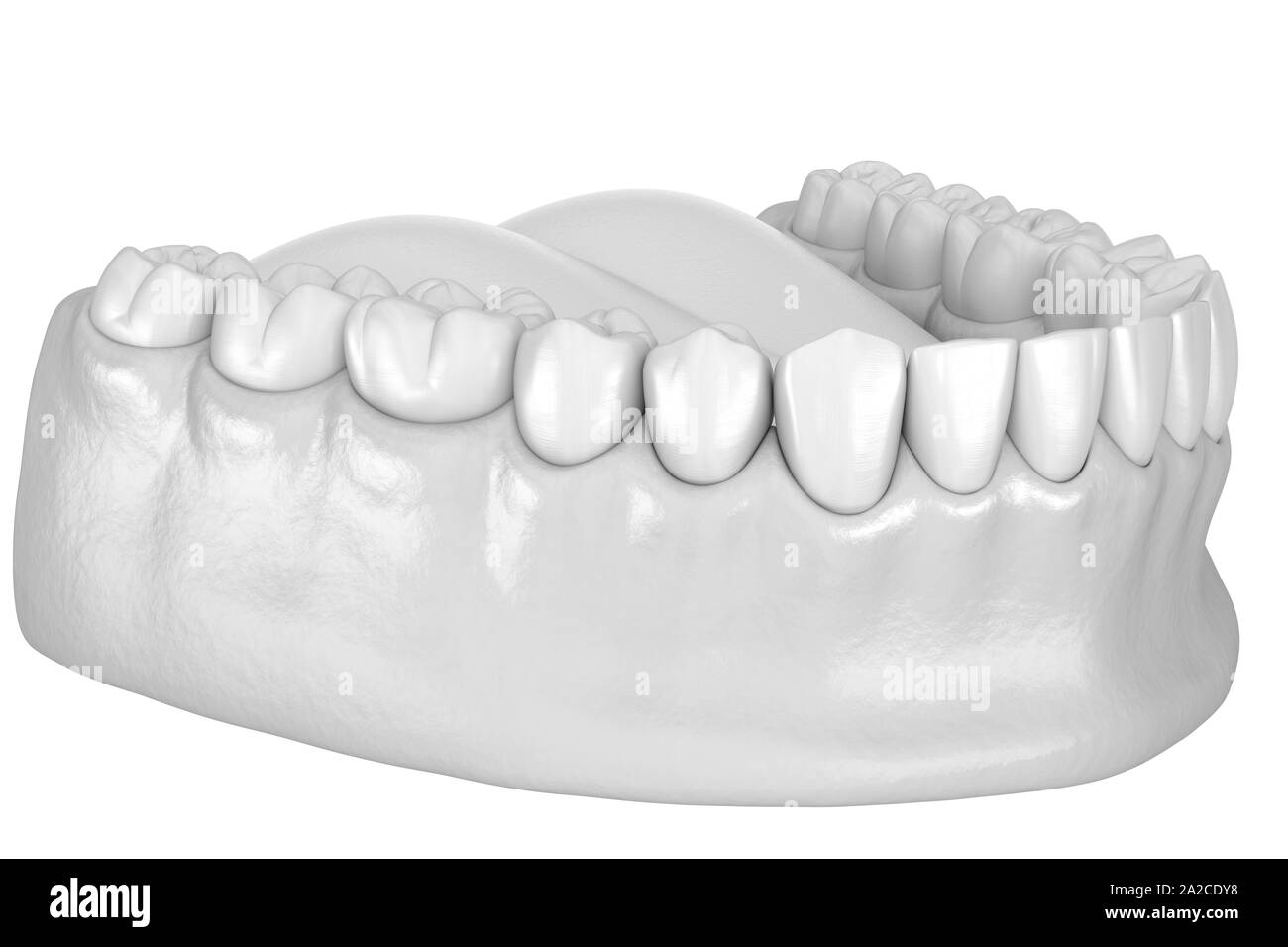 Les dents et gencive mandibulaire anatomie. Dent précise médicalement 3D illustration Banque D'Images