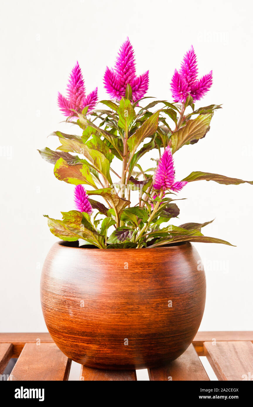 Plante de la Célosie Flamingo dans un vase Banque D'Images