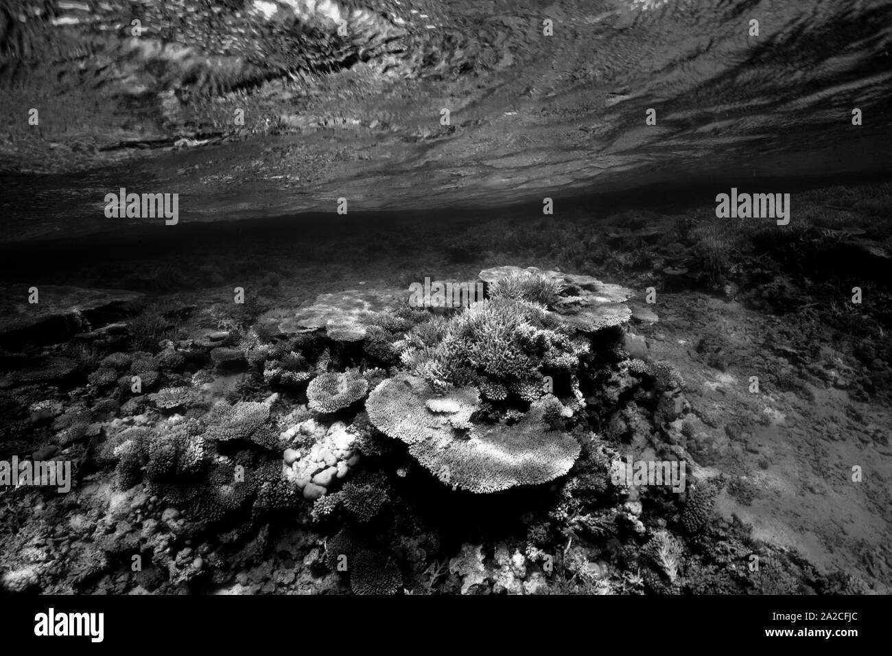 Les récifs coralliens en eau libre split shot Banque D'Images