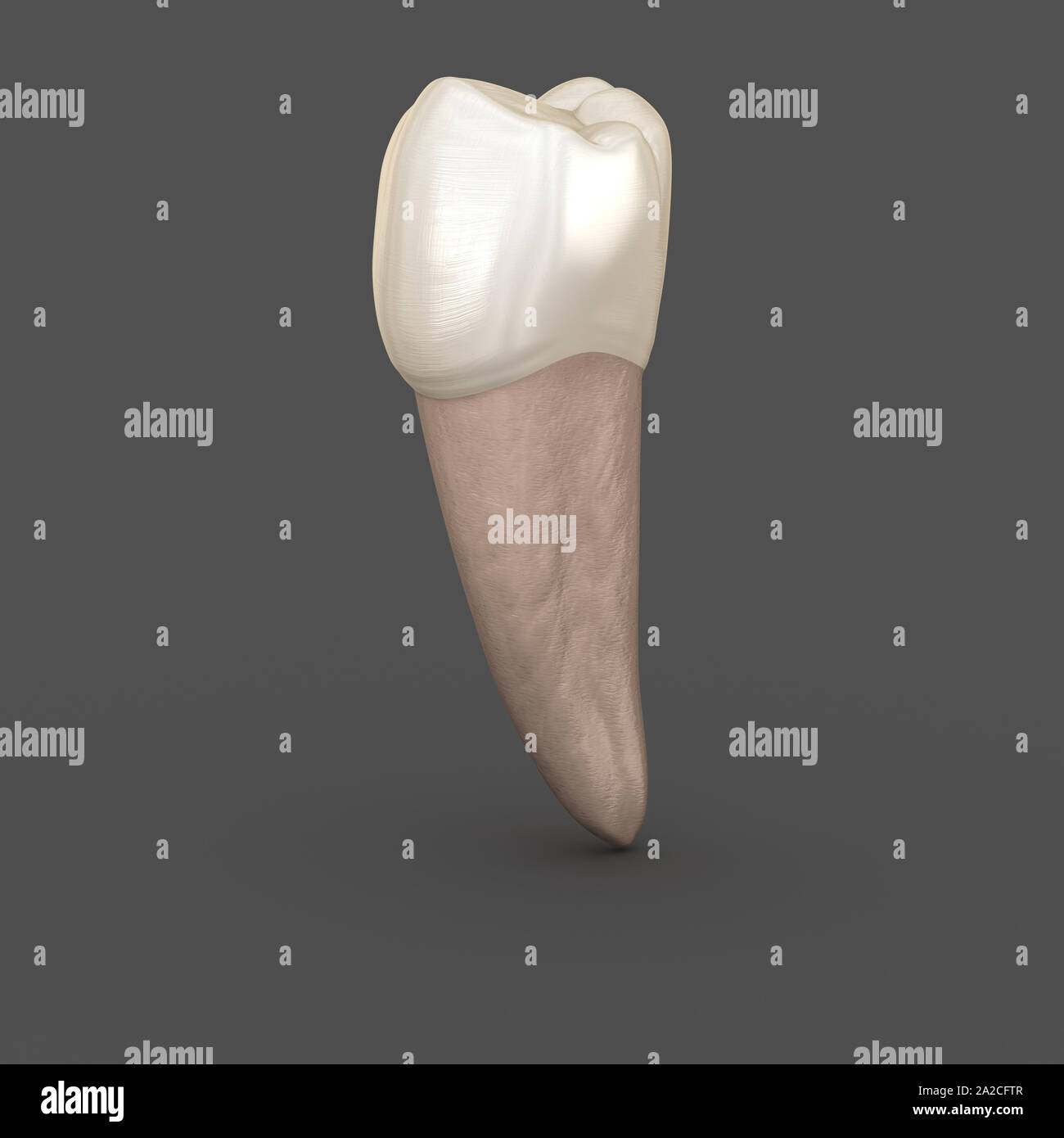 Anatomie dentaire - dent prémolaire mandibulaire Deuxième. Soins dentaires médicalement exacts 3D illustration Banque D'Images