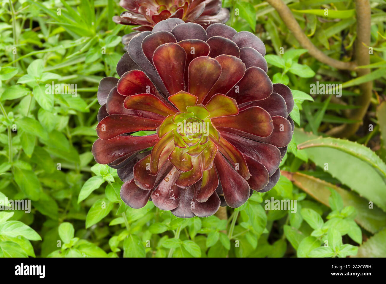 Aeonium Arboreum Zwartkop aussi connu comme l'arbre houseleek ou irlandais rose un succulent originaire de mémoires d'subtropicales de Madère et des îles Canaries Banque D'Images