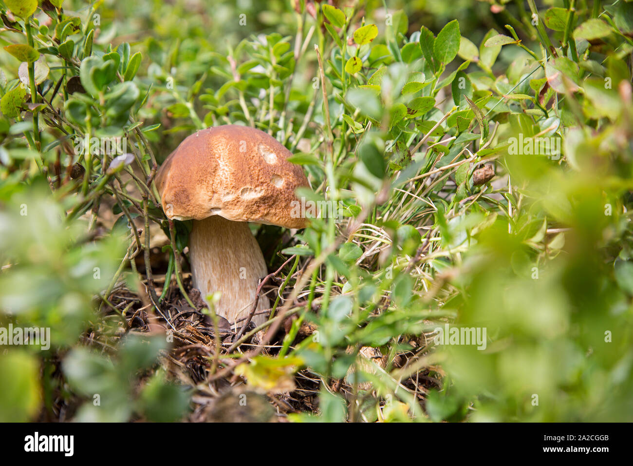 Libre d'un beau boletus mushroom né parmi les petits buissons de bleuets de montagne Banque D'Images