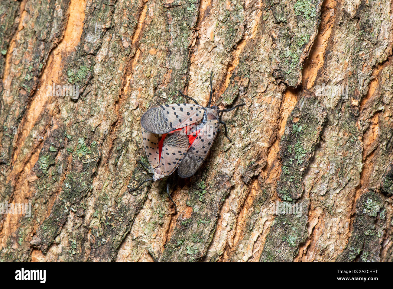 Paire d'accouplement (LYCORMA LANTERNFLY TACHETÉ DELICATULA) couplés avec le comportement reproducteur des mâles AFFICHANT SUR UN TRONC D'ARBRE, NEW YORK Banque D'Images