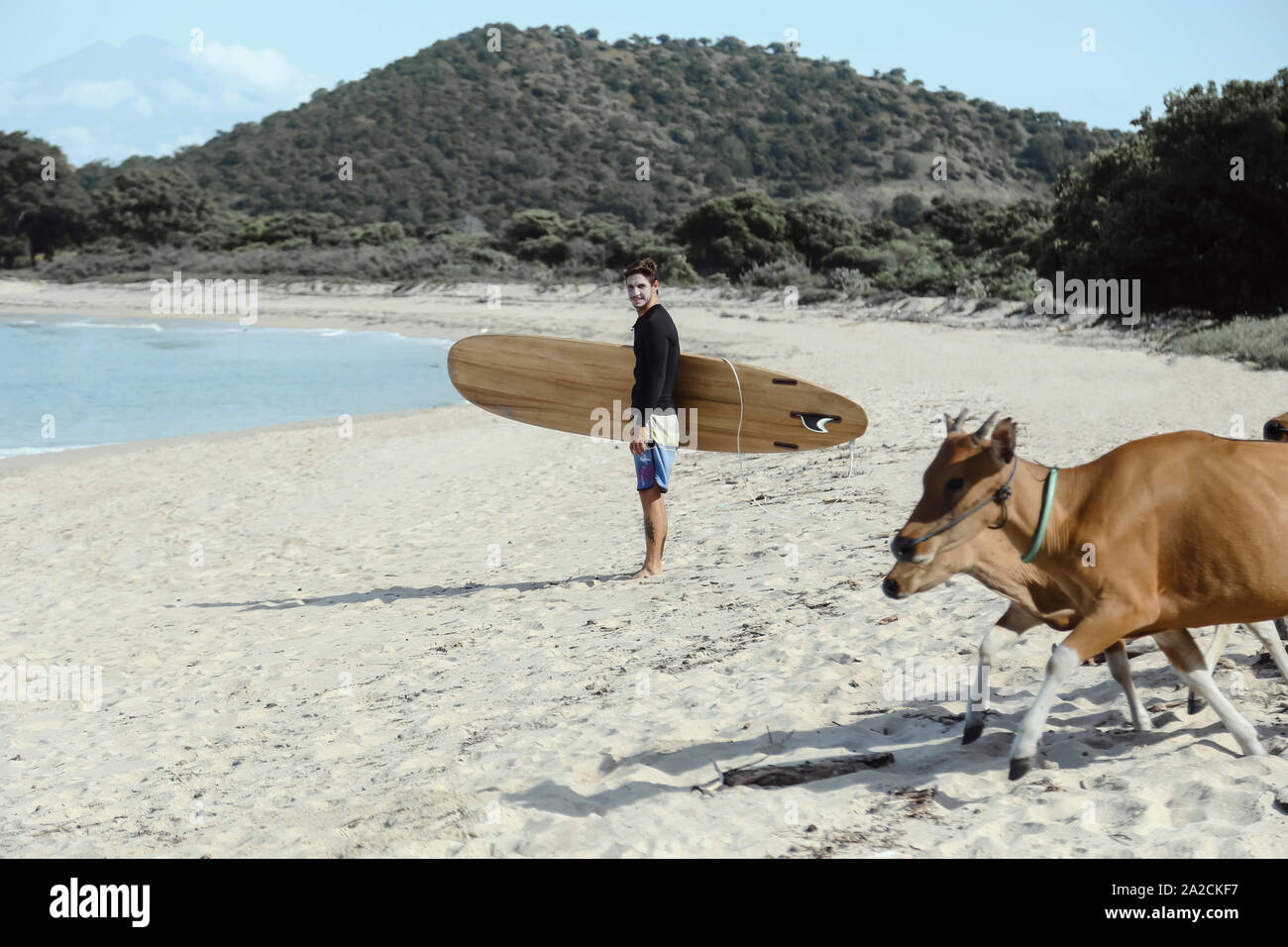 Surfer et des vaches sur la plage Banque D'Images