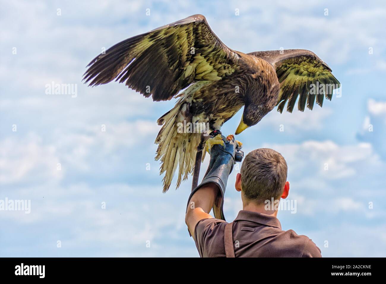 Falconer avec aigle sur son bras, Plauen, Vogtland, Saxe, Allemagne Banque D'Images