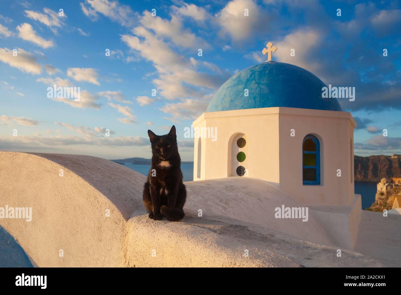 Chat domestique (Felis silvestris catus) devant une église, Oia, Santorin, Grèce Banque D'Images