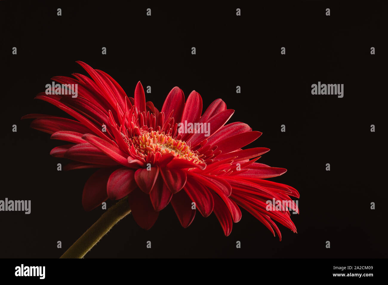 Gerbera rouge daisy flower close up fond sombre Banque D'Images