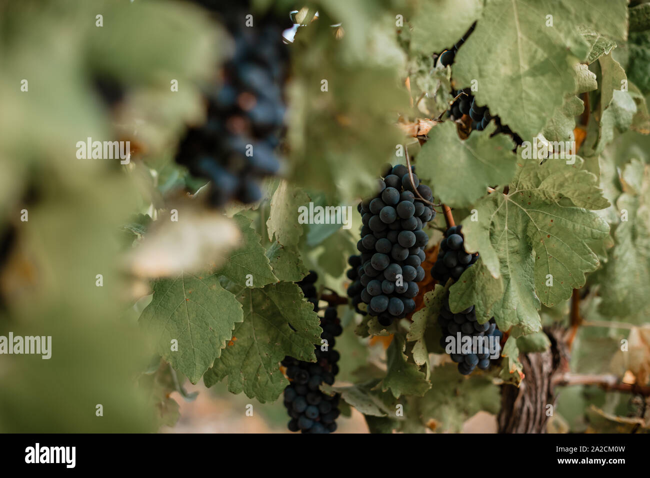 Bande de purple grappes suspendues à partir de la vigne en France Banque D'Images
