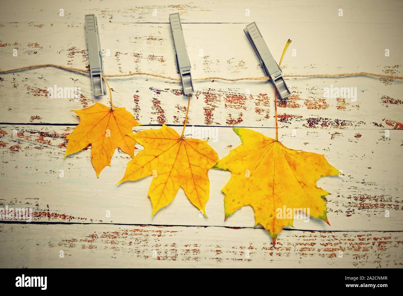 Arrière-plan de l'automne avec les feuilles colorées sur planche de bois. Mise à plat, vue du dessus, copiez l'espace. Banque D'Images