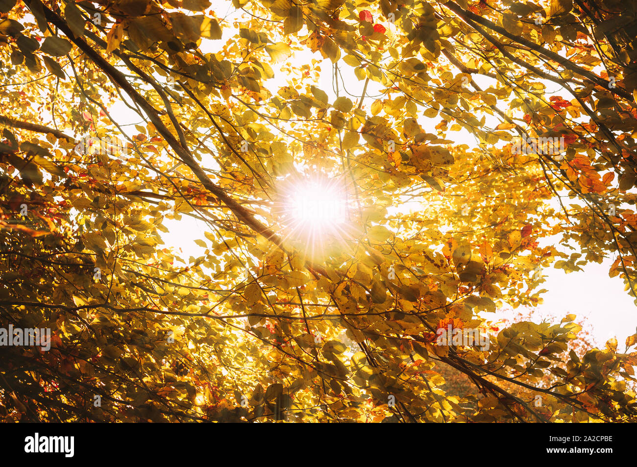 Des feuilles jaunes dans la forêt encadrant le soleil dans le milieu et formant des rayons de lumière. Le concept de l'apparition de l'automne. Banque D'Images