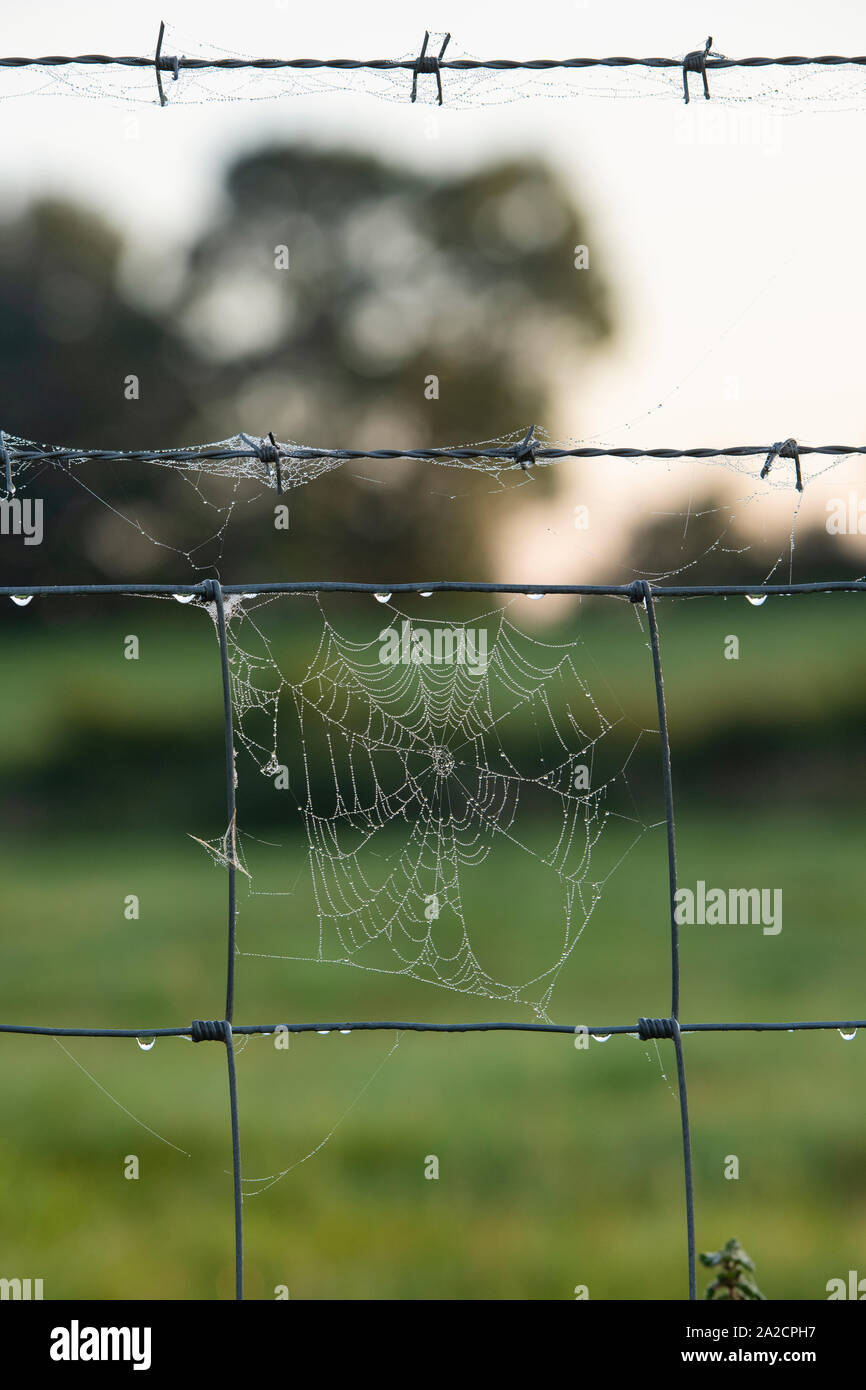 Couvert de rosée sur un web araignées barbelés tôt le matin. UK Banque D'Images