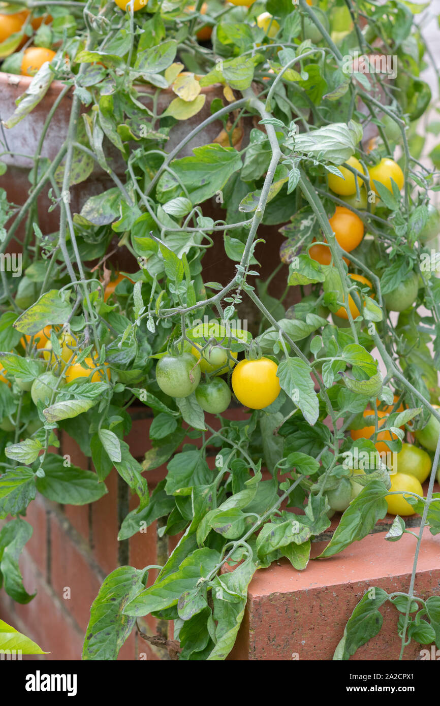 Tumbling tom jaune tomate plantes dans un pot sur un mur Banque D'Images