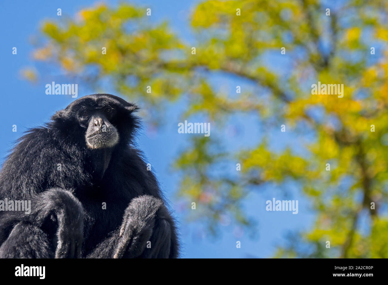 Siamang (Symphalangus syndactylus), gibbon-poils noir, perché dans les forêts d'Indonésie, de Malaisie et de Thaïlande Banque D'Images