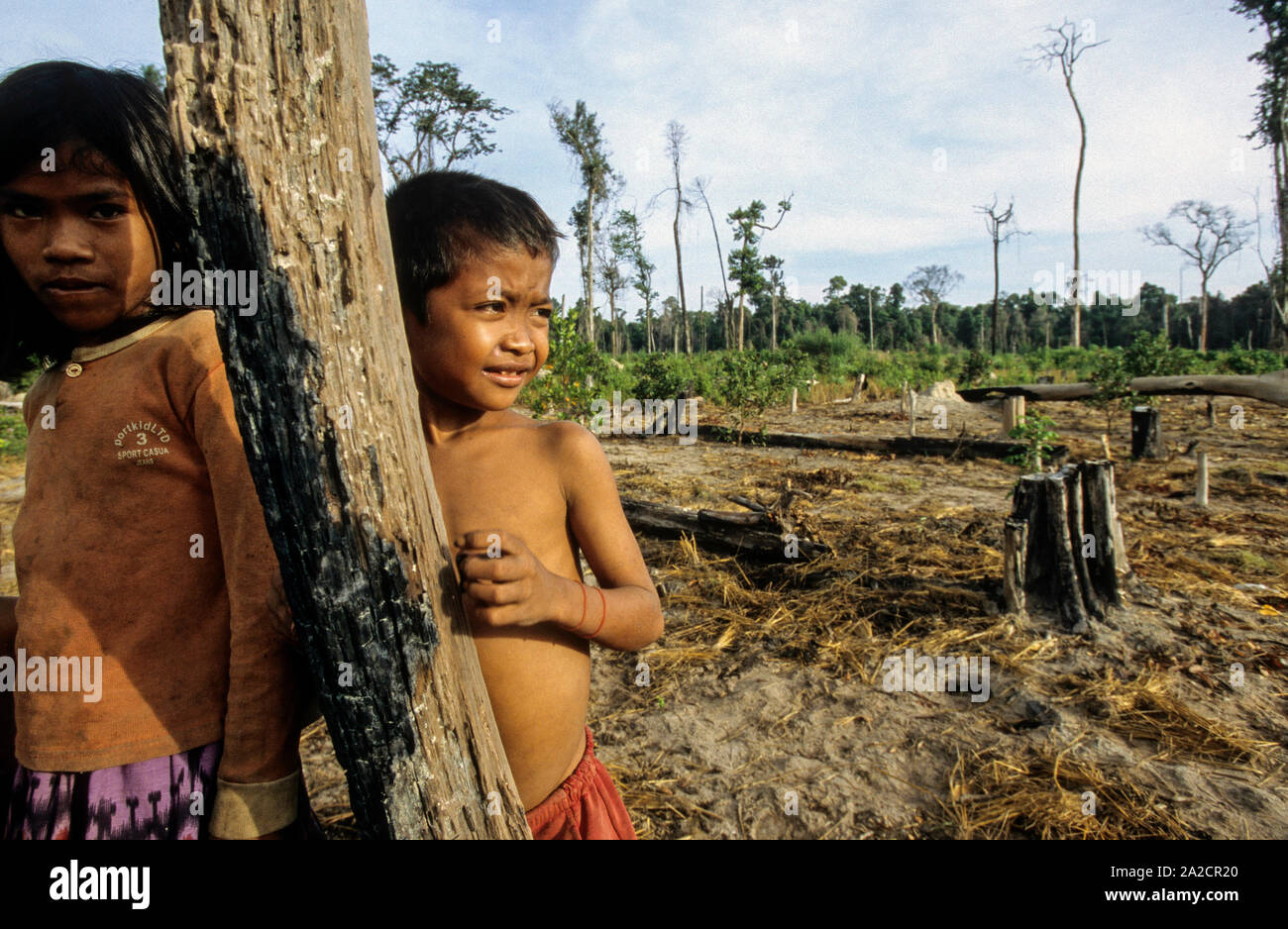Cambodge, région du Mékong, Stung Treng, l'exploitation forestière de la forêt tropicale, les enfants de colons sur les parcelles déboisées Banque D'Images