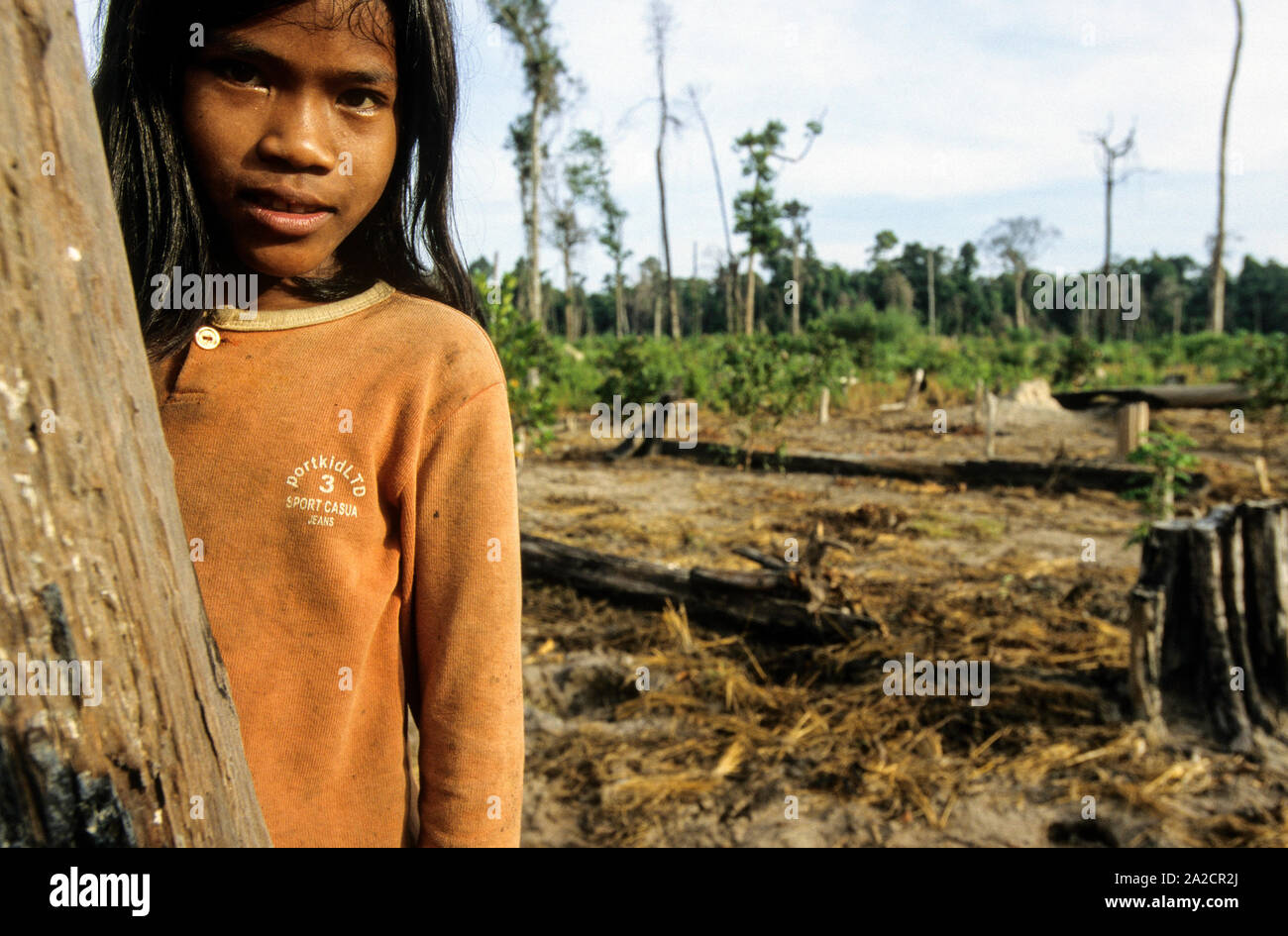 Cambodge, région du Mékong, Stung Treng, l'exploitation forestière de la forêt tropicale, les enfants de colons sur les parcelles déboisées Banque D'Images
