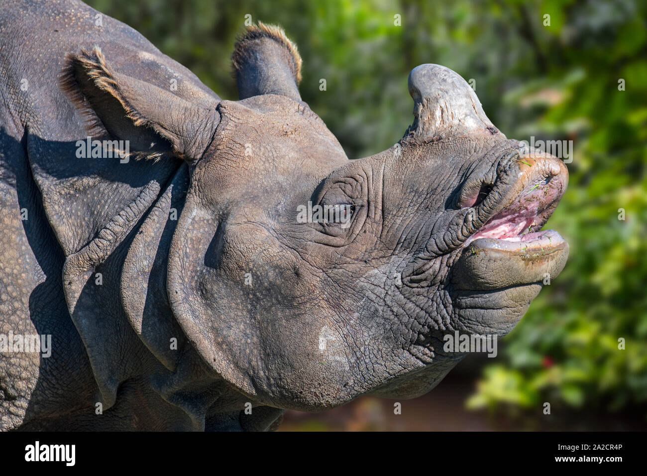 Rhinocéros indien / rhinocéros à une corne / rhinocéros unicorne de l'Inde (Rhinoceros unicornis) gros plan de la tête et de l'avertisseur sonore Banque D'Images