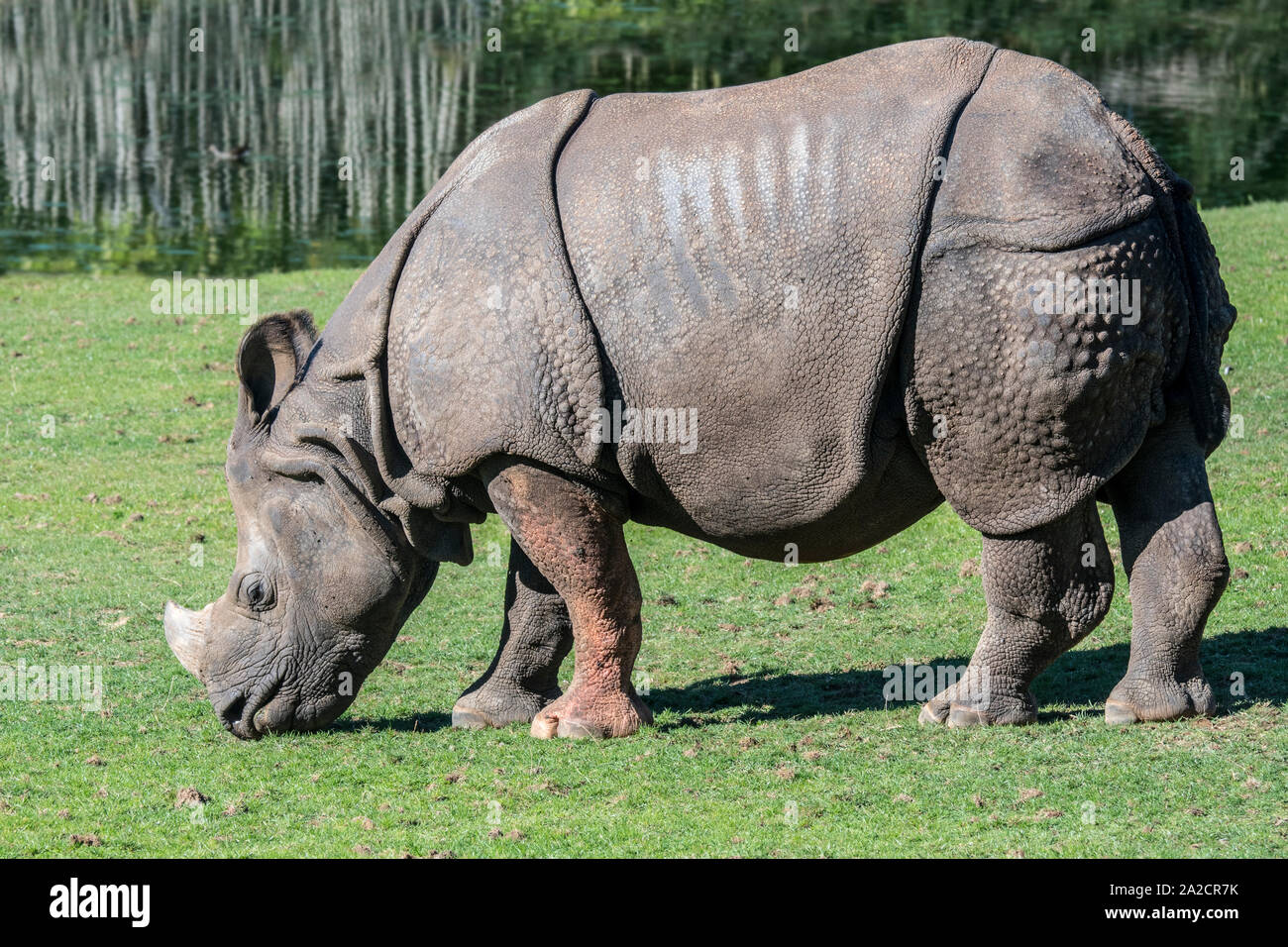 Rhinocéros indien / rhinocéros à une corne / rhinocéros unicorne de l'Inde (Rhinoceros unicornis) Banque D'Images