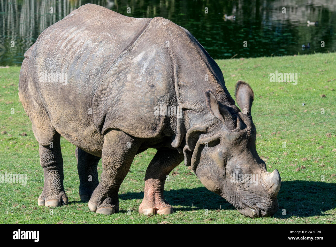 Rhinocéros indien / rhinocéros à une corne / rhinocéros unicorne de l'Inde (Rhinoceros unicornis) Banque D'Images