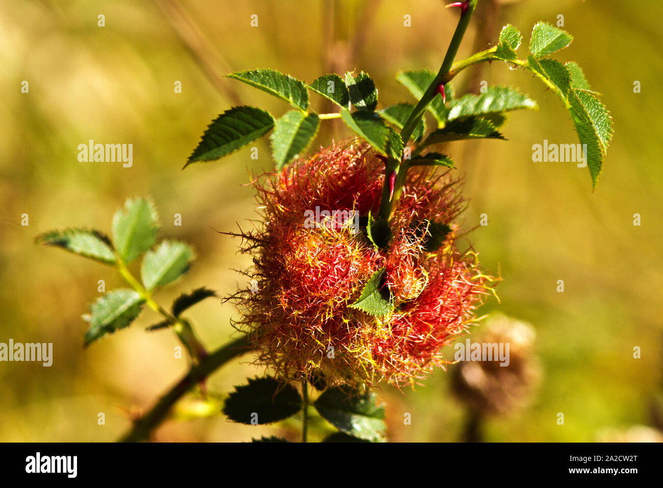 Cette audace de la cause de la famille Cynipidae thesedistinctive des galles sur les roses sauvages. Les Robins Pincushion est une vésicule spécifiques faites par un larves de guêpe Banque D'Images