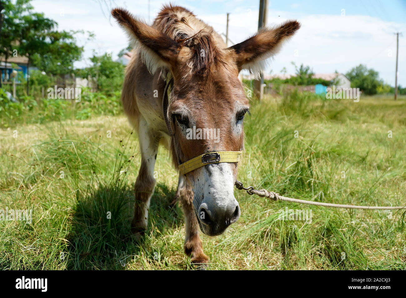 âne comique Banque de photographies et d’images à haute résolution - Alamy