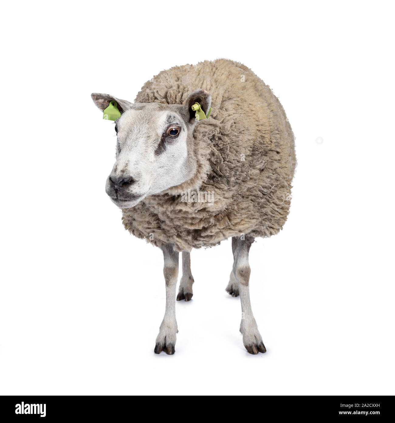 Full body shot de moutons blancs en laine, vue de face. En regard à la caméra. Isolé sur fond blanc. Banque D'Images