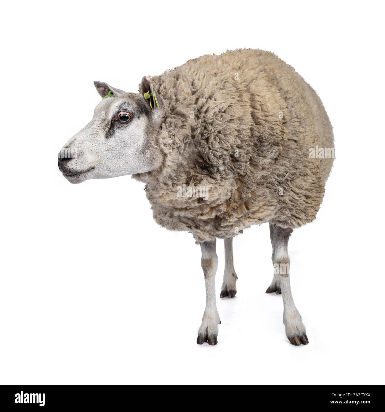 Full body shot de moutons blancs en laine, vue de face. À côté. Isolé sur fond blanc. Banque D'Images