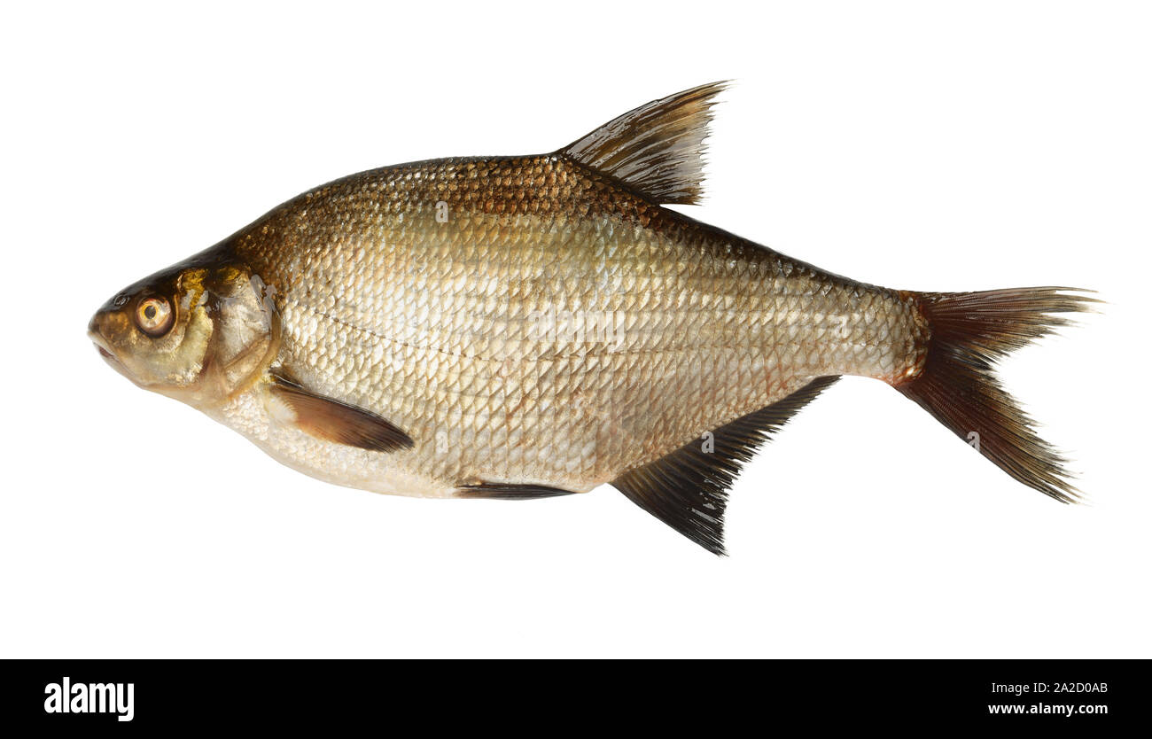 Vue latérale des poissons daurade rivière isolated on white Banque D'Images