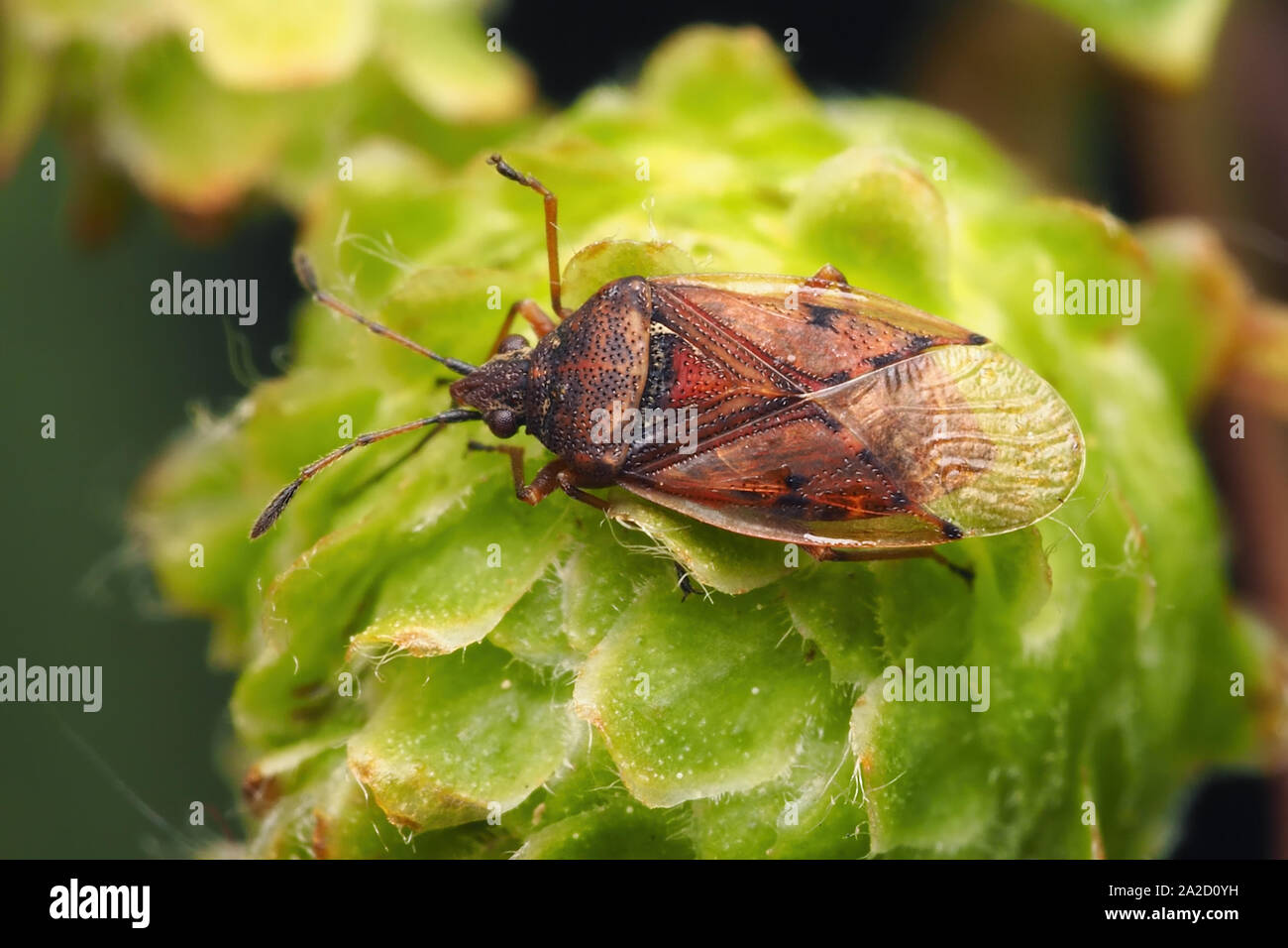 Punaise De Bouleau Banque D Image Et Photos Alamy