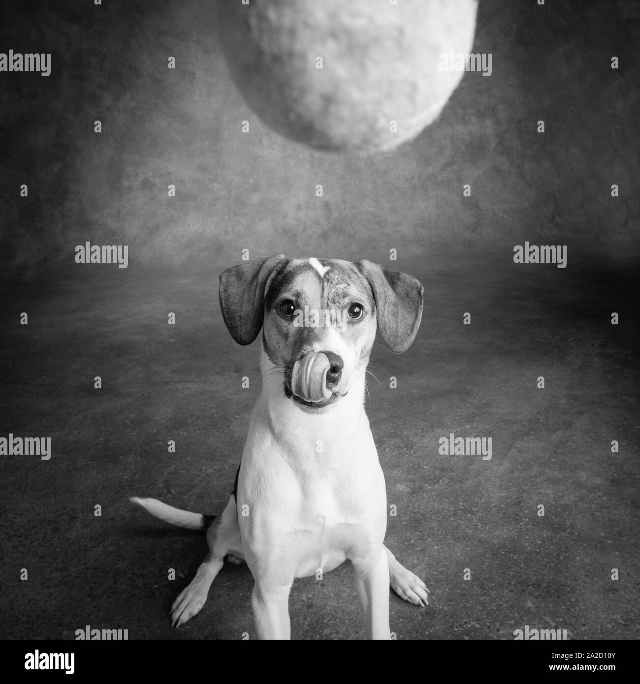 Portrait de chien jouant avec une balle de tennis Banque D'Images