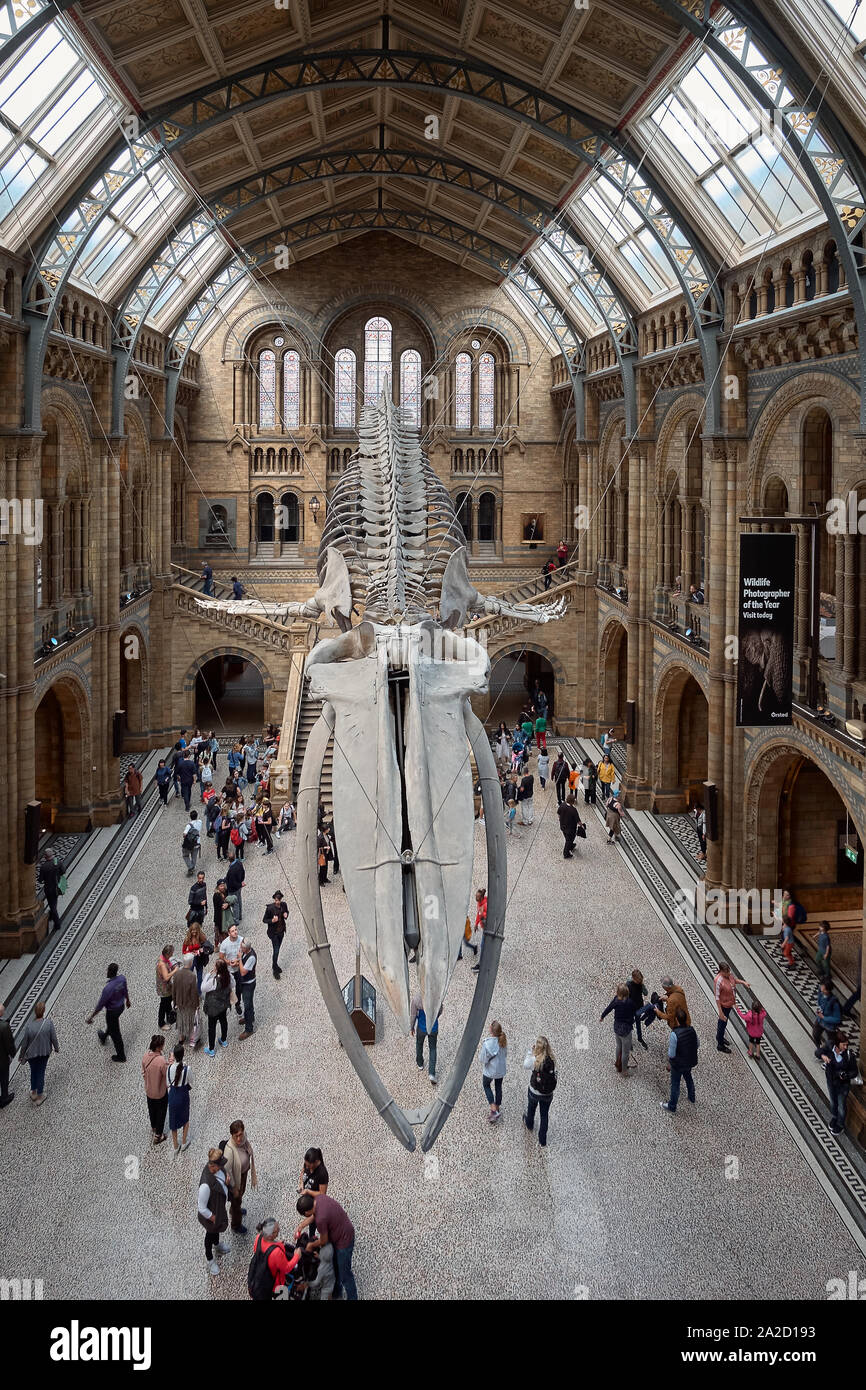 Londres, Royaume-Uni - Mai 24, 2018 : Musée d'Histoire Naturelle, squelette de rorqual bleu. Banque D'Images