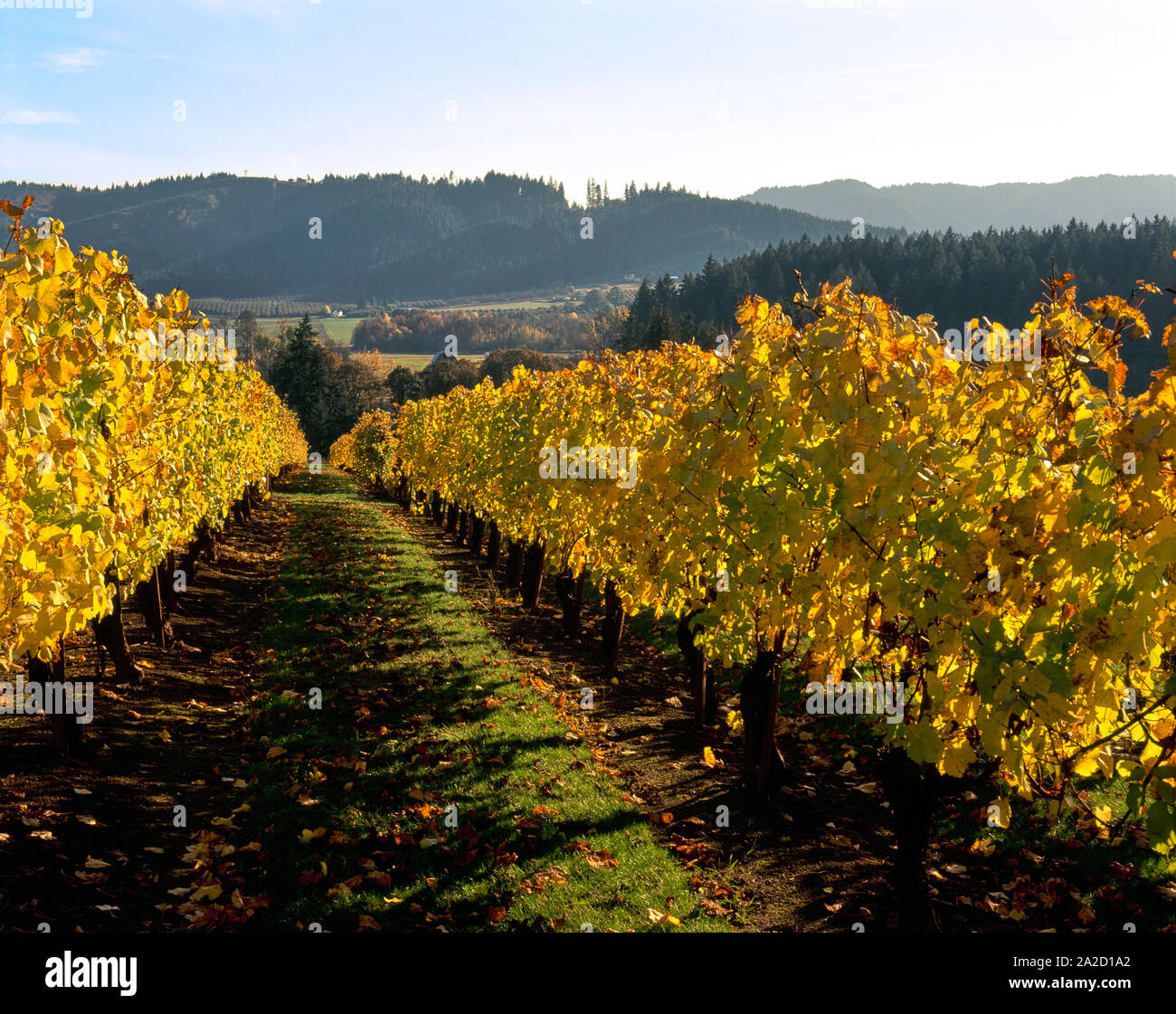Vignoble en automne, comté de Washington, Oregon, USA Banque D'Images