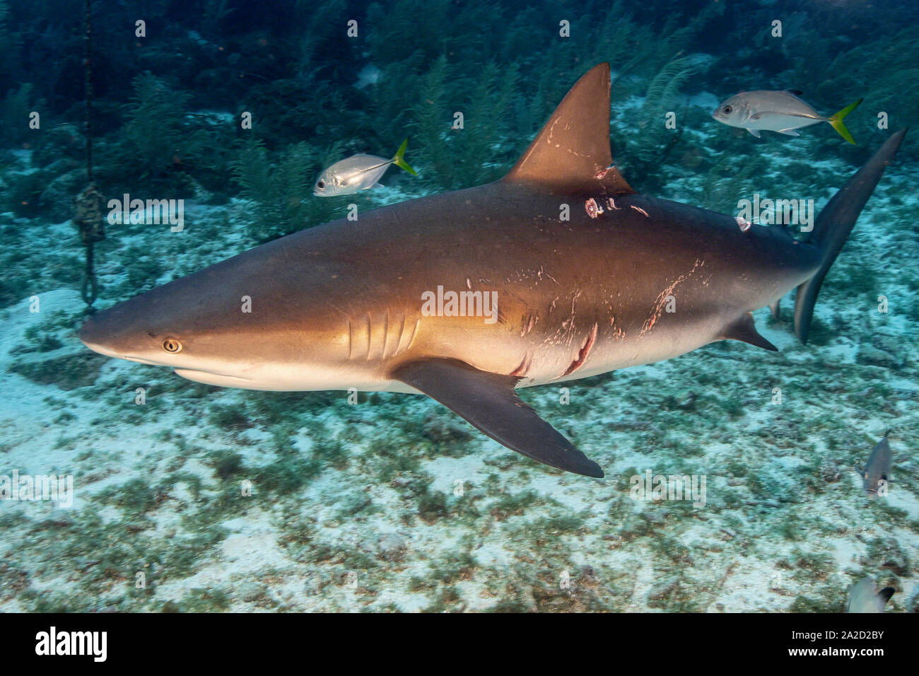 Les cicatrices sont visibles sur un requin de récif des Caraïbes (Carcharhinus perezii) au bassin de requin, Grand Cayman Banque D'Images