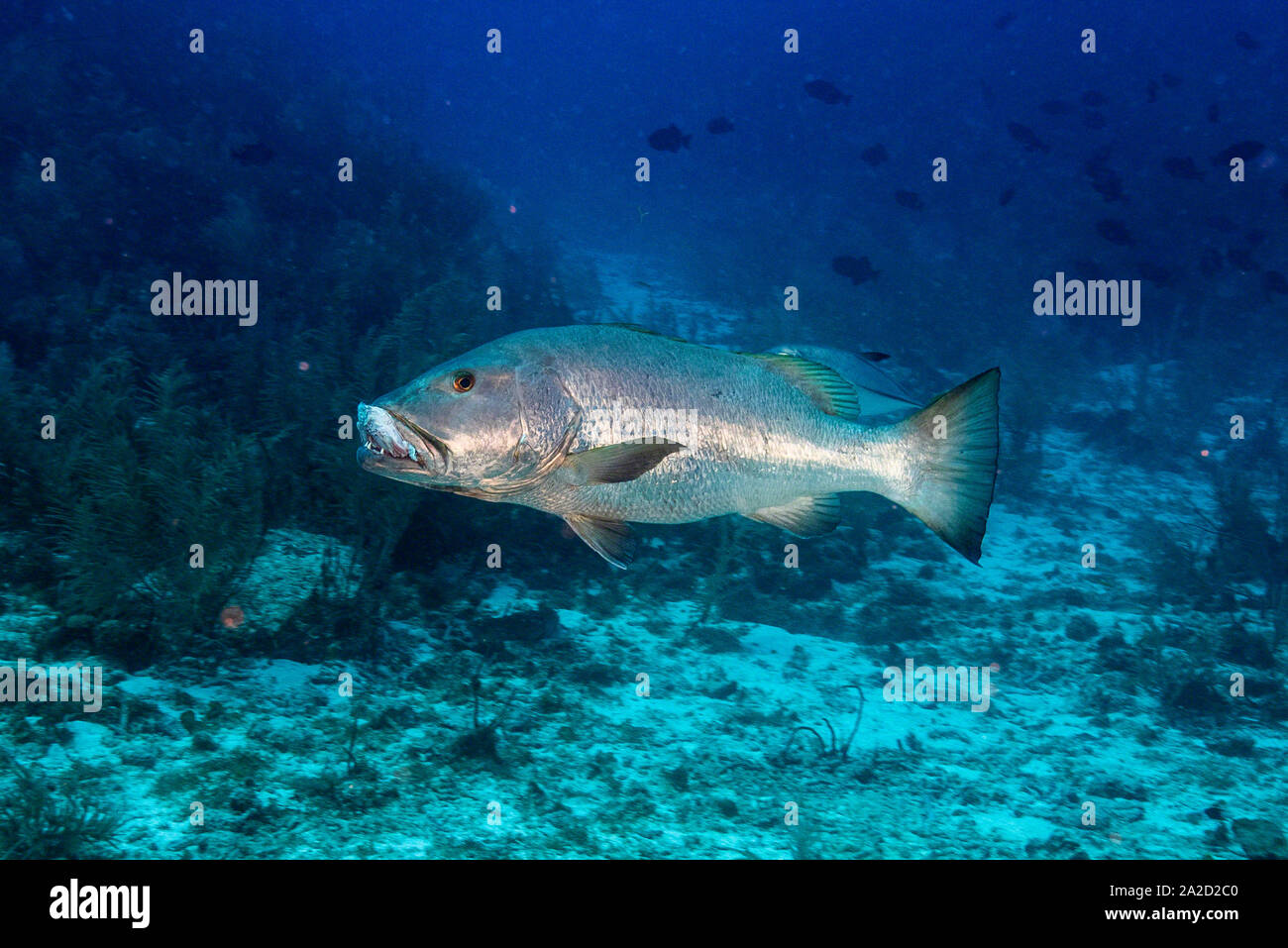 Un Vivaneau Cubera (Lutjanus cyanopterus) porte une tête de poisson au bassin de requin, Grand Cayman Banque D'Images