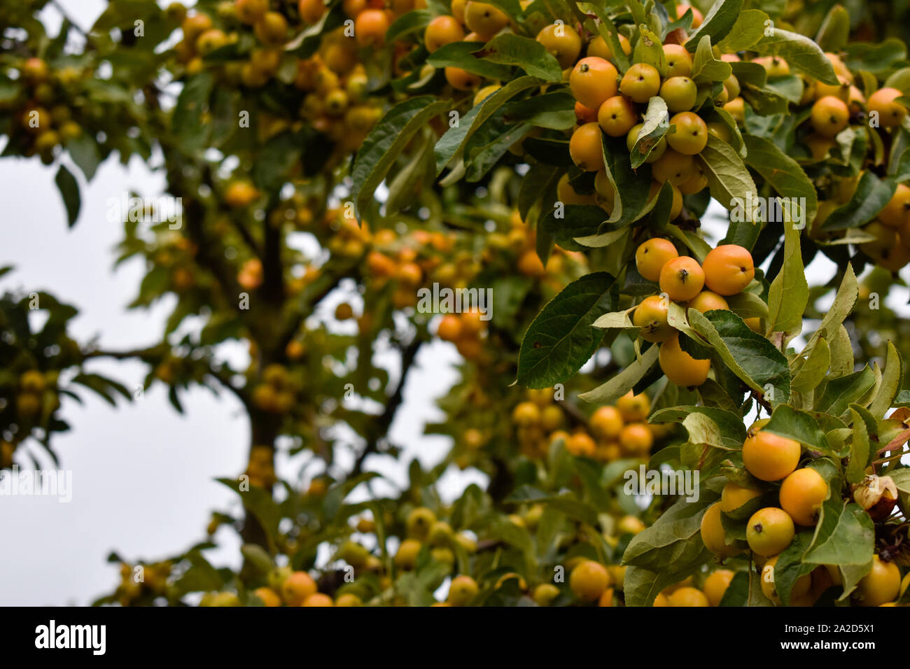 Pommetier jaune en automne, dans un parc à l'Est de Londres, UK Banque D'Images