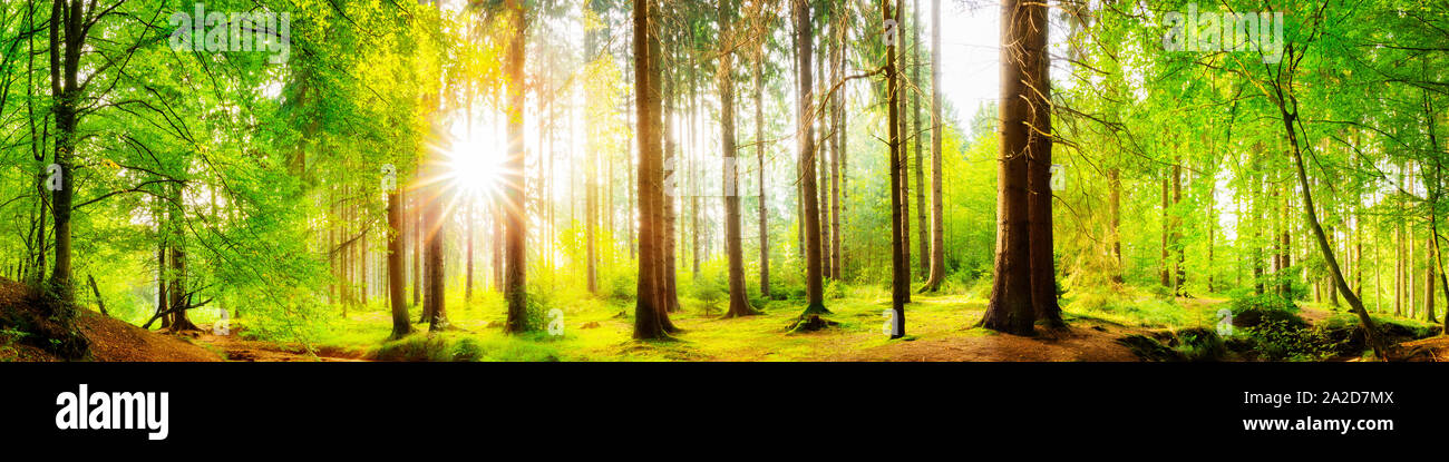 Beau panorama de la forêt avec de grands arbres et un soleil éclatant Banque D'Images