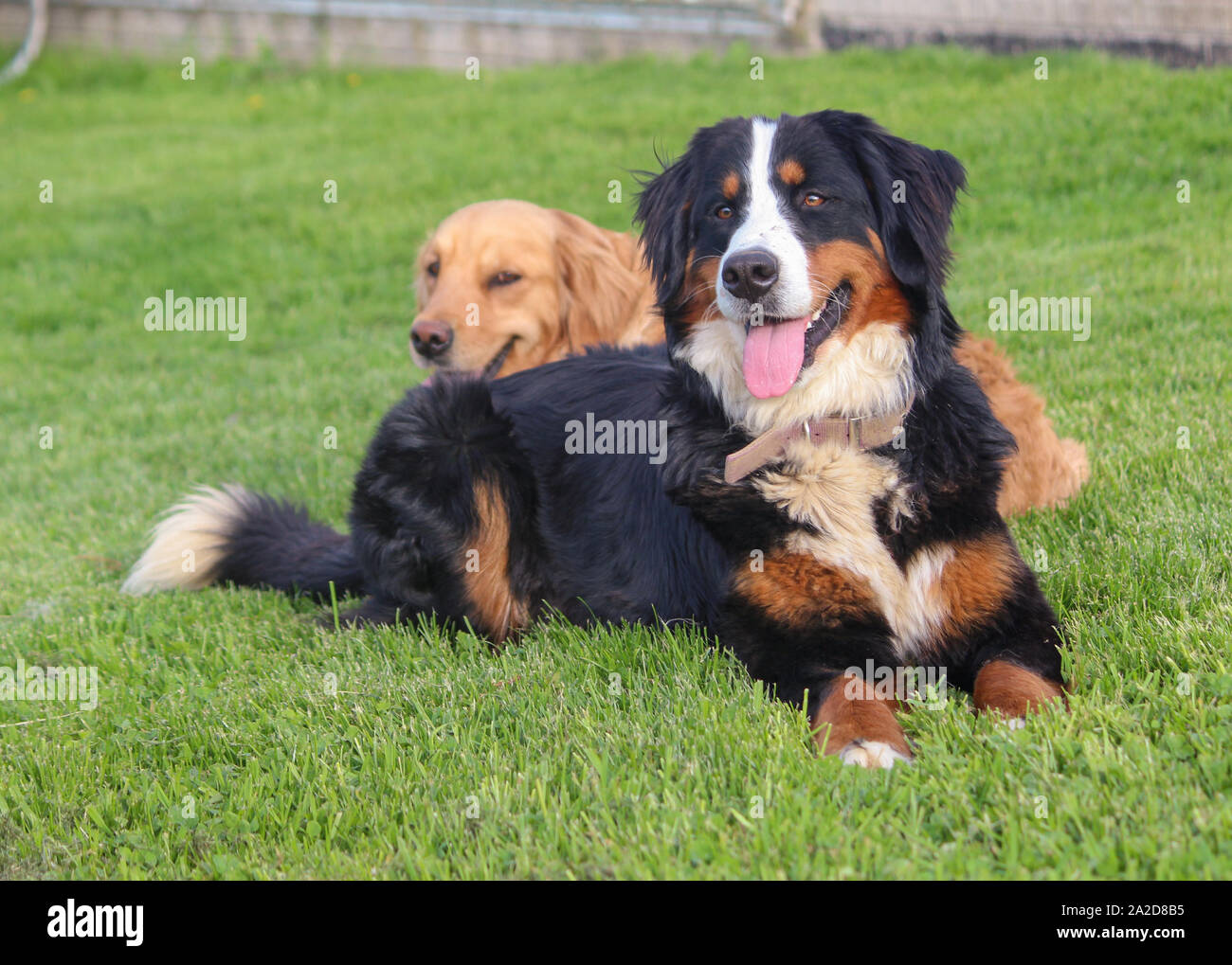 Bouvier Bernois Golden Retriever avec en arrière-plan Banque D'Images