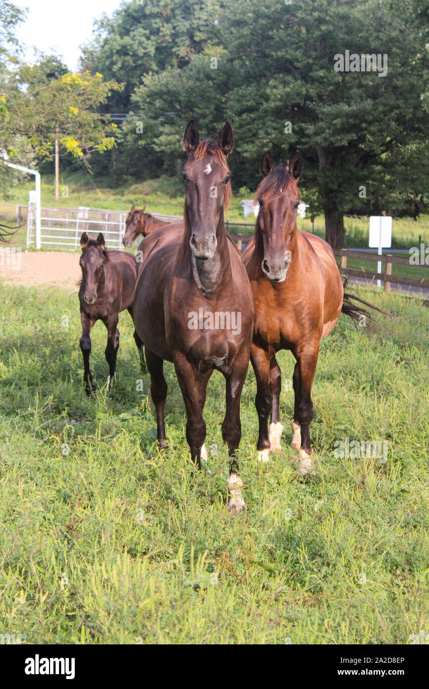 Une vue de face quatre chevaux dans un champ à la recherche de l'appareil photo Banque D'Images