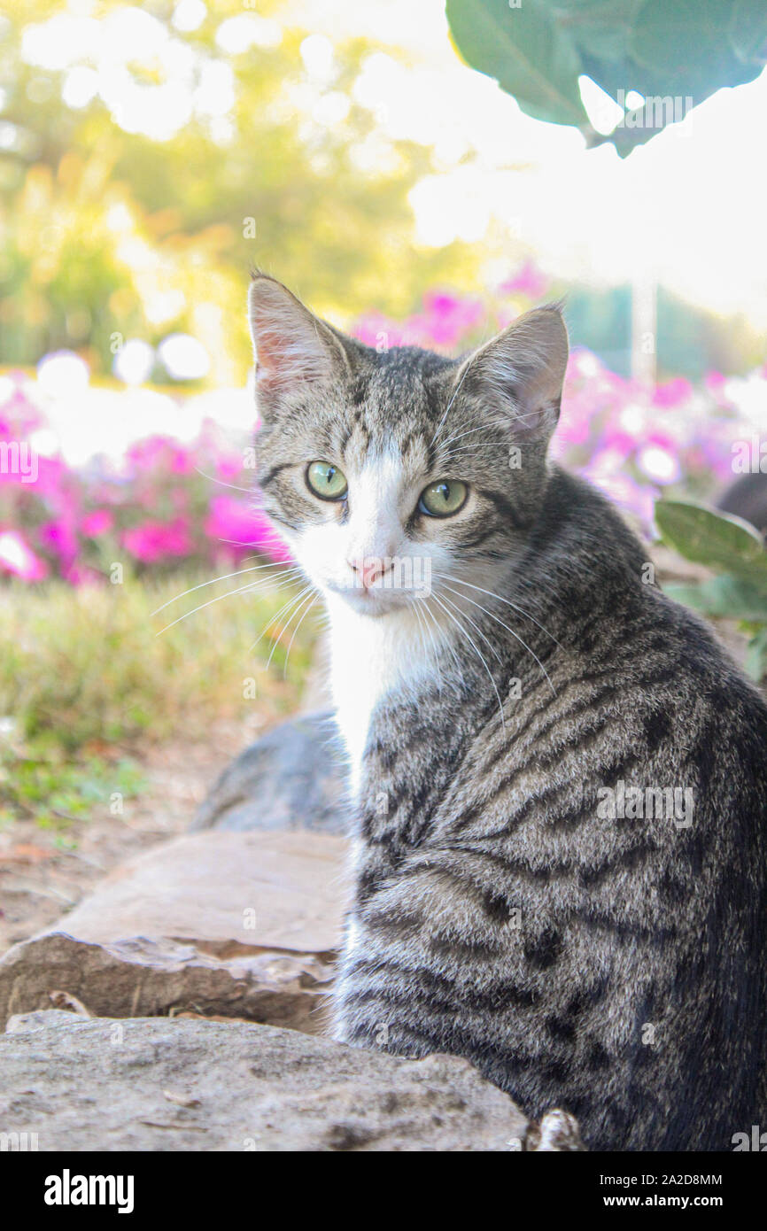 Striped Tiger Cat assis dehors en face de fleurs Looking at Camera Banque D'Images