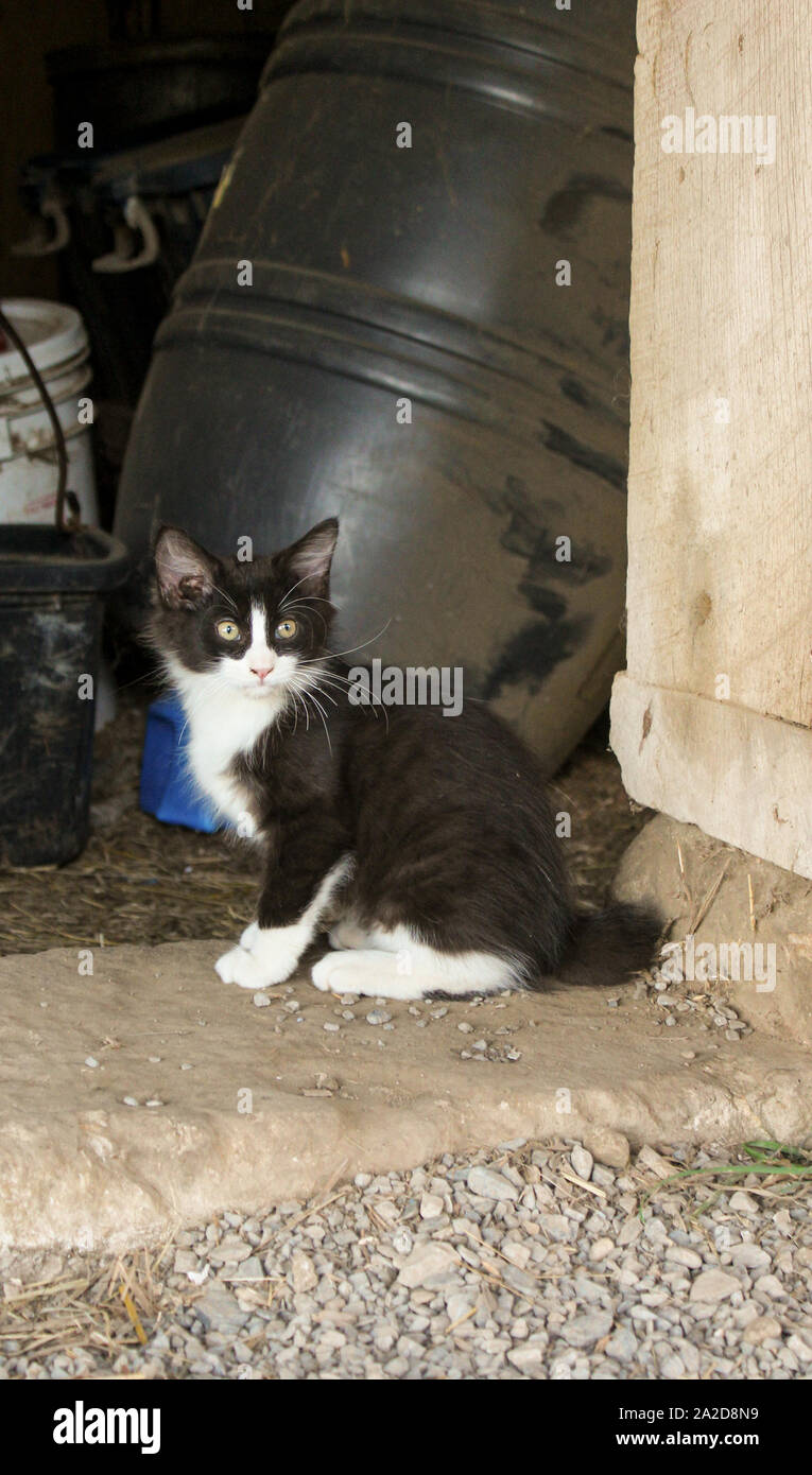 Noir et blanc à queue courte chaton assis en porte de grange Banque D'Images