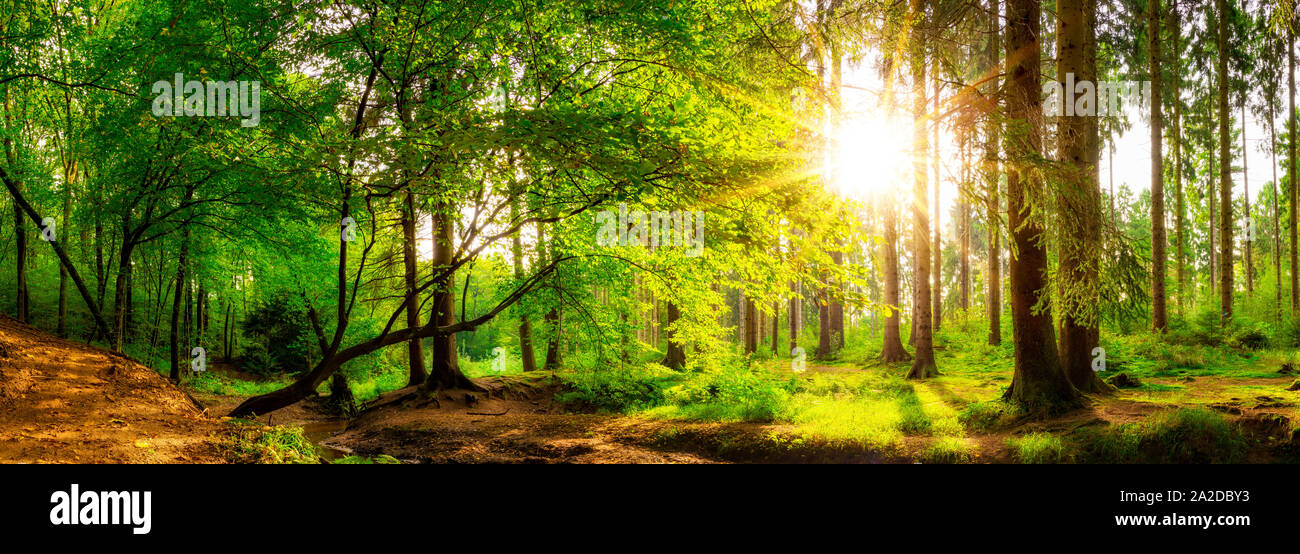 Panorama d'une belle forêt avec soleil clair Banque D'Images