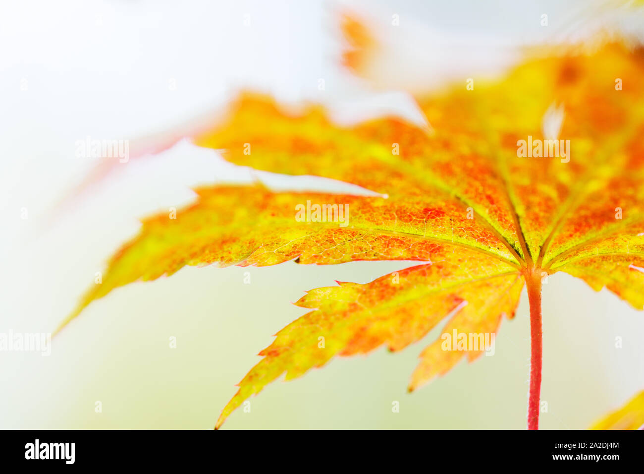 L'érable (Acer pseudosieboldianum coréen) feuilles en couleurs d'automne Banque D'Images