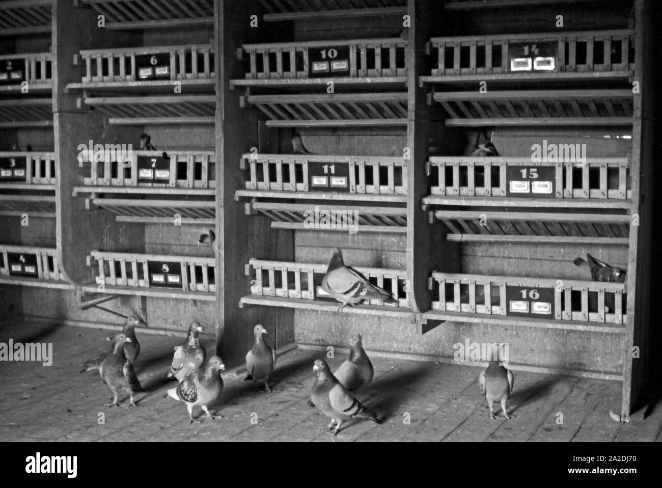 Un Taubenschlägen Brieftauben den einzelnen der der Heeres Brieftauben Anstalt à Berlin Spandau, Deutschland 1930 er Jahre. Seul le transporteur de pigeonniers pigeons, Allemagne 1930. Banque D'Images