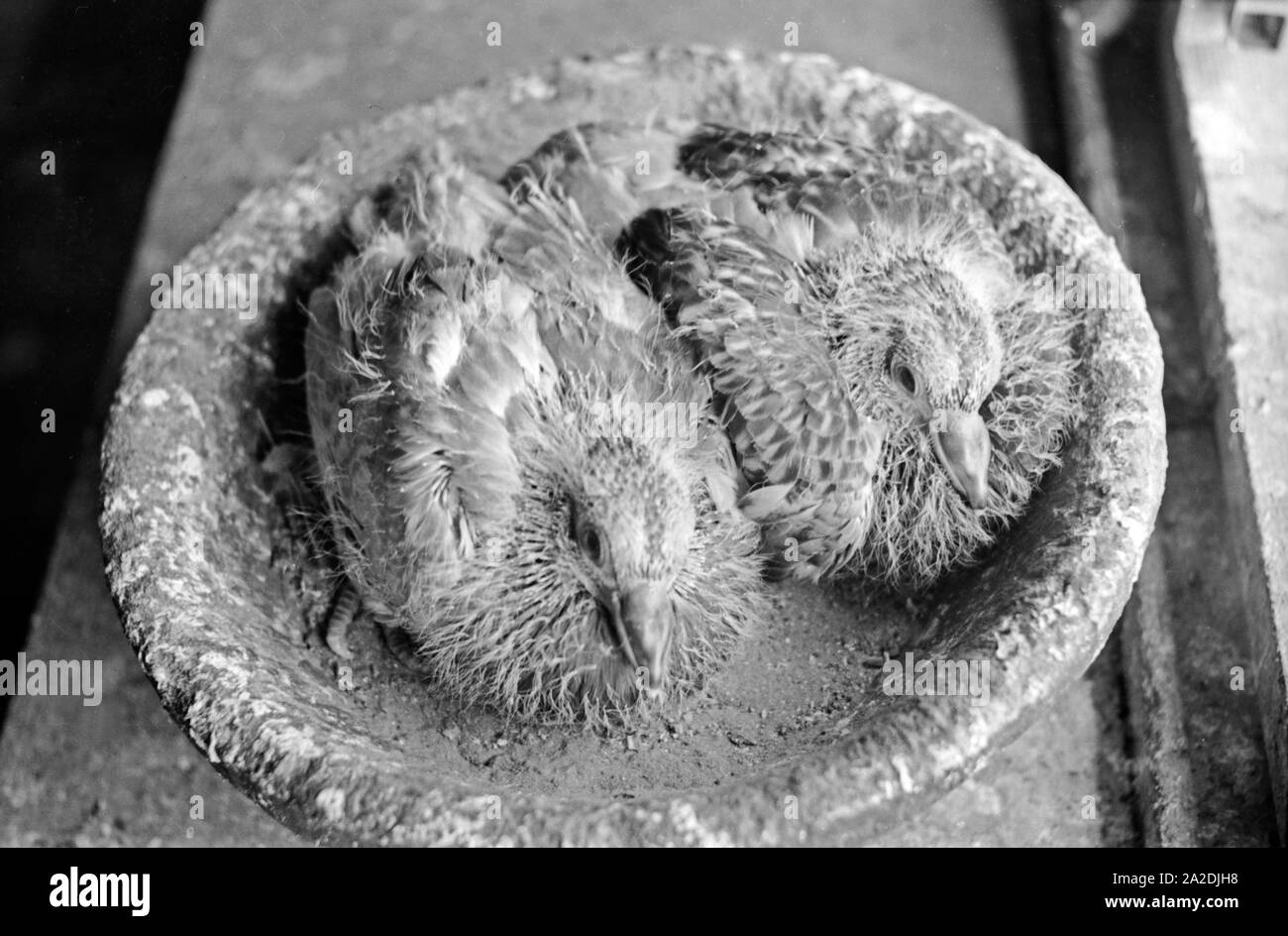 Geschlüpfte Brieftaubenküken Frisch an der Heeres Brieftauben Anstalt à Berlin Spandau, Deutschland, 1930 er Jahre. Nouveau pigeon éclos à l'envol, Allemagne 1930. Banque D'Images