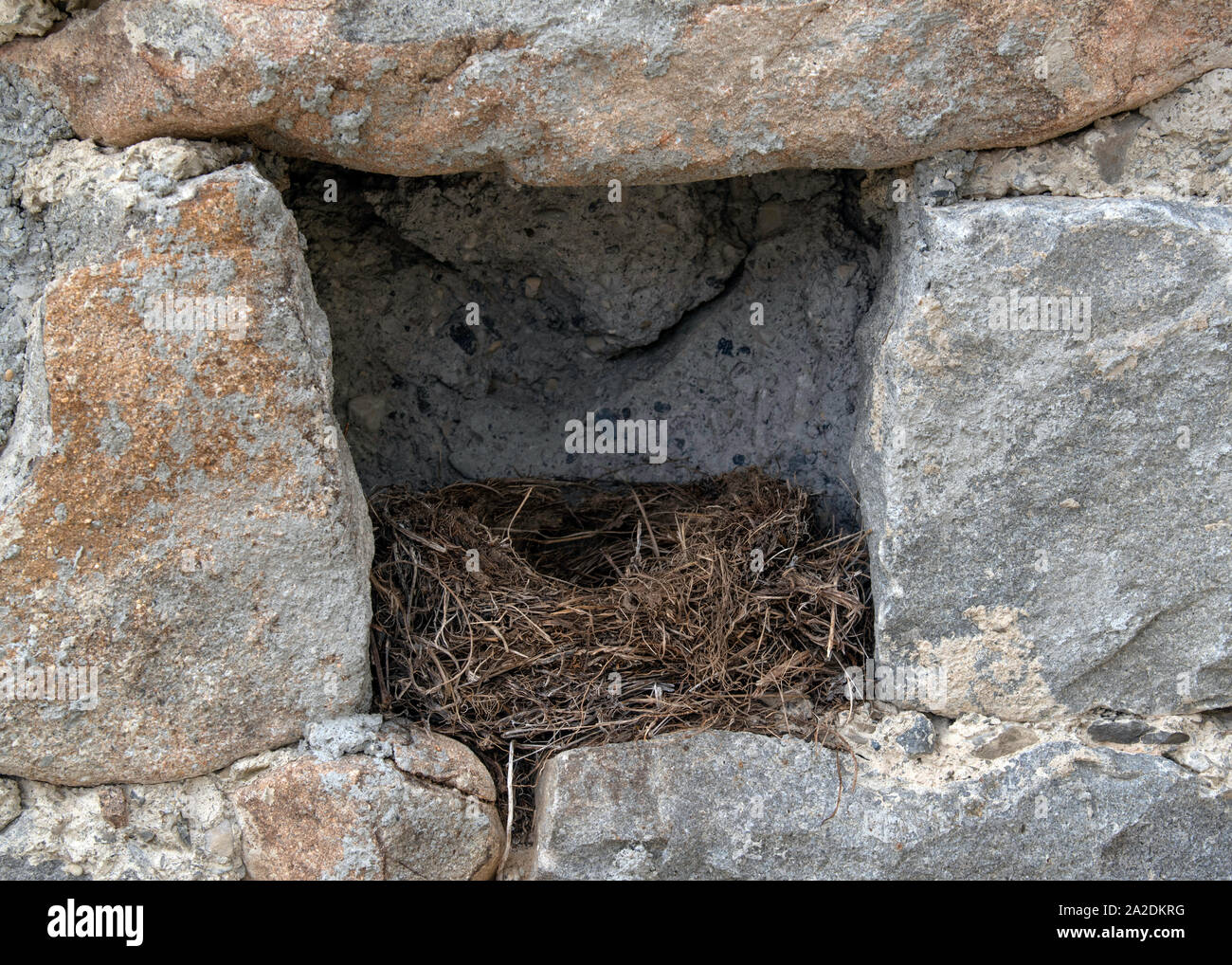 Nid d'oiseau dans le creux d'un mur de pierre Banque D'Images
