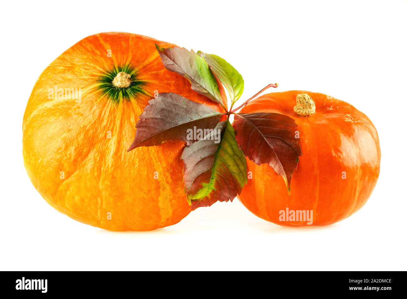 Citrouille. Hokkaido pumpkins avec feuille d'automne sur fond blanc. Banque D'Images