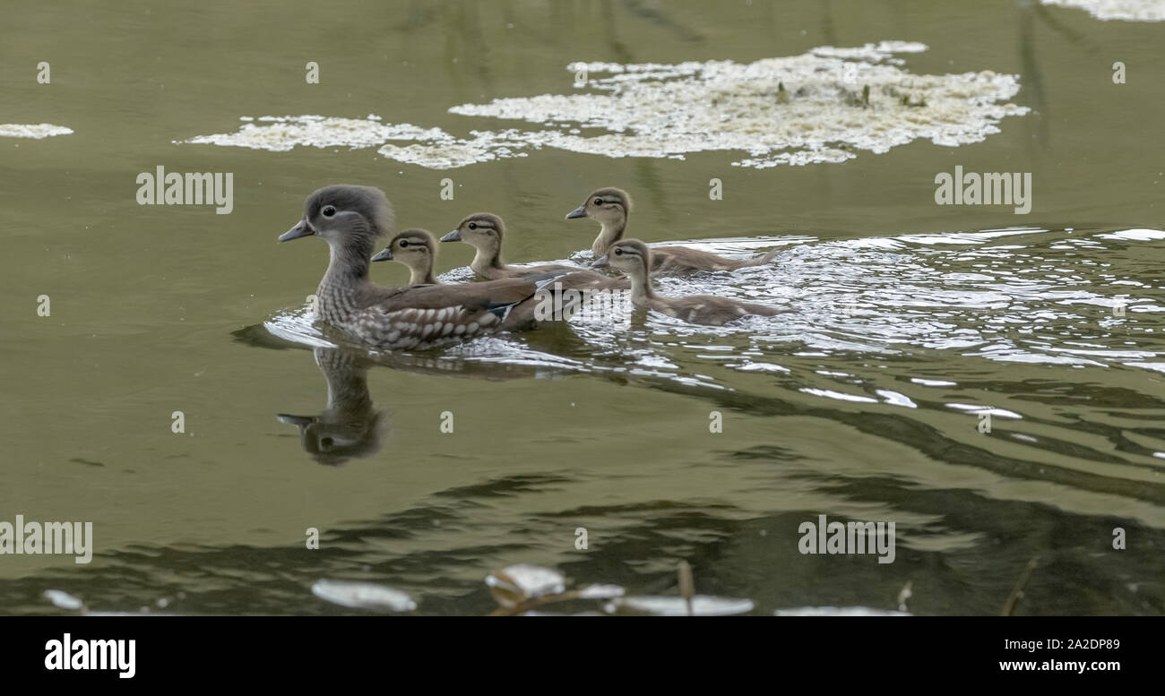 Une femelle Canard mandarin avec les canetons. (UK) Banque D'Images