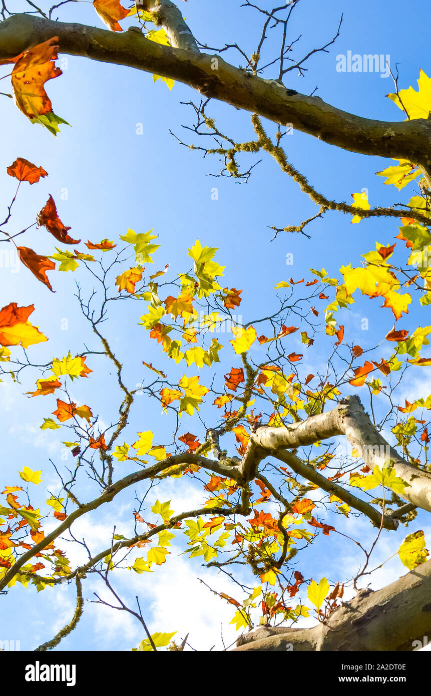 La capture d'images avec des branches d'arbres d'érable feuilles aux couleurs automnales. Concept de l'automne, feuillage coloré. Ciel bleu en arrière-plan. Journée ensoleillée au cours de l'été indien. Banque D'Images